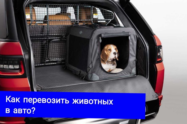 #АзбукаВодителя Как перевозить животных в авто? #АзбукаВодителя Как перевозить животных в авто?