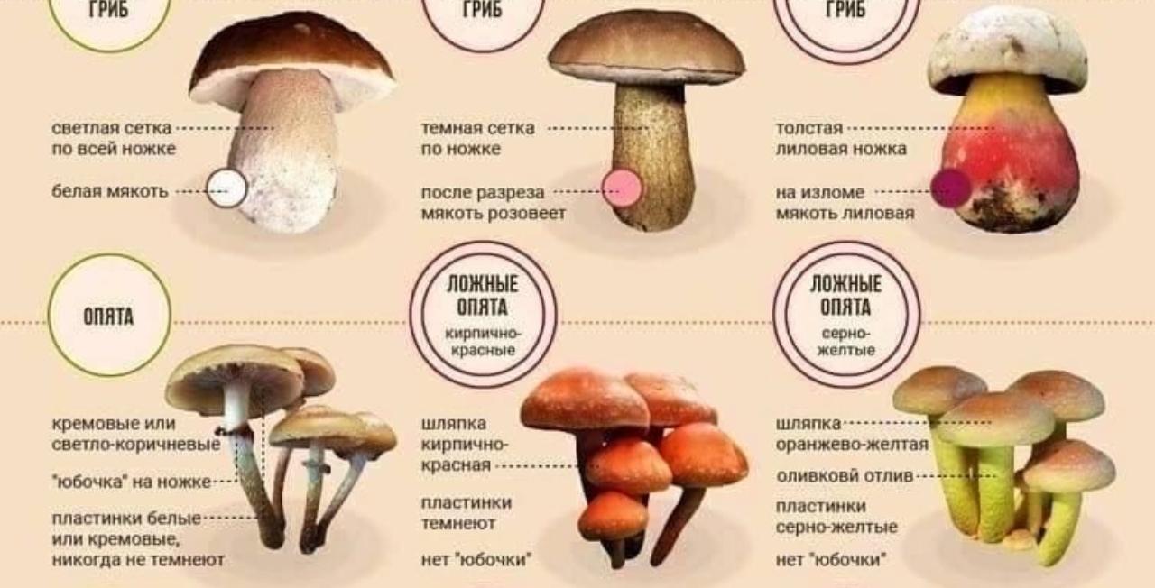 #ПрофсоюзПредостерегает Чтобы избежать отравления грибами, внимательно посмотрите памятку о съедобных, несъедобных и ядовитых грибах #ПрофсоюзПредостерегает Чтобы избежать отравления грибами, внимательно посмотрите памятку о съедобных, несъедобных и ядовитых грибах